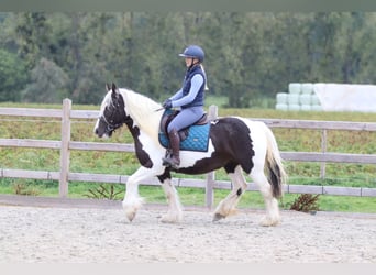 Cob Irlandese / Tinker / Gypsy Vanner, Giumenta, 4 Anni, 144 cm, Pezzato