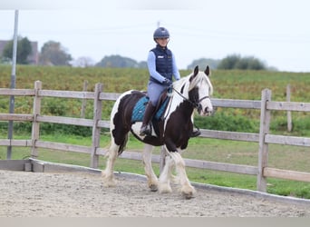 Cob Irlandese / Tinker / Gypsy Vanner, Giumenta, 4 Anni, 144 cm, Pezzato