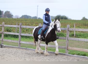 Cob Irlandese / Tinker / Gypsy Vanner, Giumenta, 4 Anni, 144 cm, Pezzato
