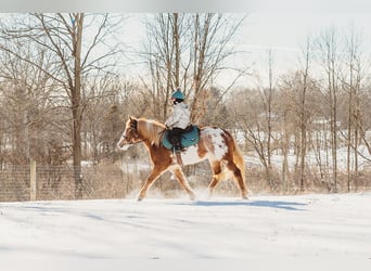 Cob Irlandese / Tinker / Gypsy Vanner, Giumenta, 4 Anni, 145 cm, Pezzato
