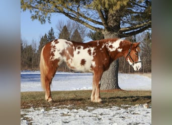 Cob Irlandese / Tinker / Gypsy Vanner, Giumenta, 4 Anni, 145 cm, Pezzato