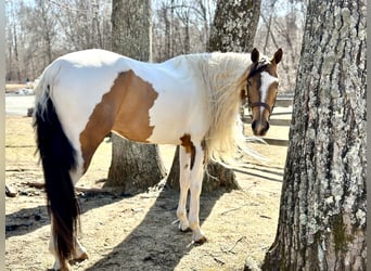 Cob Irlandese / Tinker / Gypsy Vanner Mix, Giumenta, 4 Anni, 155 cm