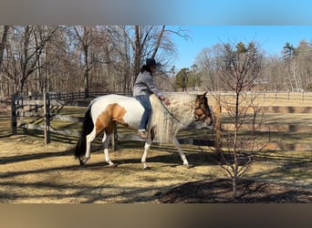 Cob Irlandese / Tinker / Gypsy Vanner Mix, Giumenta, 4 Anni, 155 cm