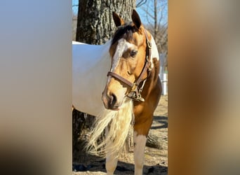 Cob Irlandese / Tinker / Gypsy Vanner Mix, Giumenta, 4 Anni, 155 cm