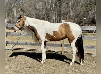 Cob Irlandese / Tinker / Gypsy Vanner Mix, Giumenta, 4 Anni, 155 cm
