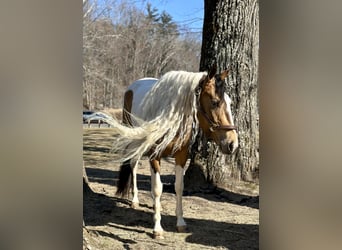 Cob Irlandese / Tinker / Gypsy Vanner Mix, Giumenta, 4 Anni, 155 cm