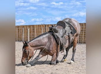 Cob Irlandese / Tinker / Gypsy Vanner Mix, Giumenta, 4 Anni, Baio roano