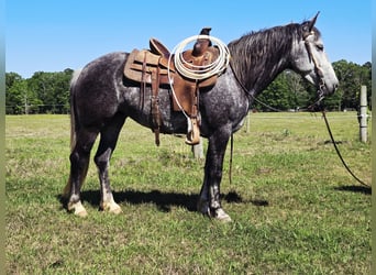 Cob Irlandese / Tinker / Gypsy Vanner Mix, Giumenta, 4 Anni, Grigio