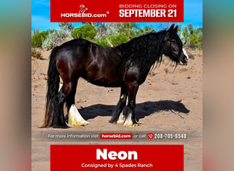 Cob Irlandese / Tinker / Gypsy Vanner, Giumenta, 4 Anni, Morello