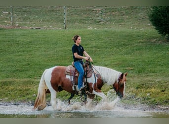 Cob Irlandese / Tinker / Gypsy Vanner Mix, Giumenta, 4 Anni, Pezzato