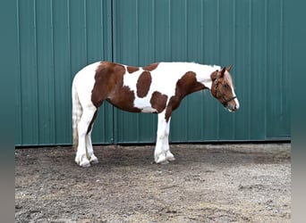 Cob Irlandese / Tinker / Gypsy Vanner Mix, Giumenta, 4 Anni, Pezzato