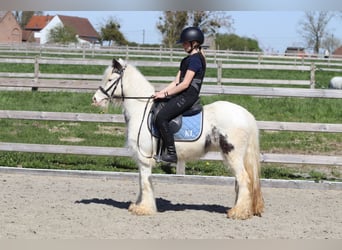 Cob Irlandese / Tinker / Gypsy Vanner, Giumenta, 5 Anni, 122 cm, Pezzato
