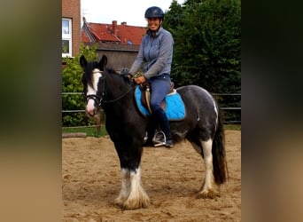 Cob Irlandese / Tinker / Gypsy Vanner, Giumenta, 5 Anni, 128 cm, Morello