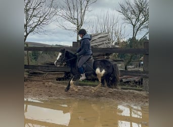 Cob Irlandese / Tinker / Gypsy Vanner Mix, Giumenta, 5 Anni, 128 cm, Pezzato
