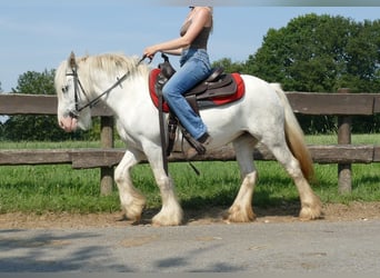 Cob Irlandese / Tinker / Gypsy Vanner, Giumenta, 5 Anni, 129 cm, Grigio