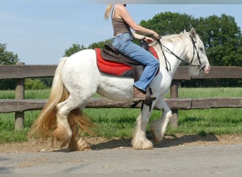 Cob Irlandese / Tinker / Gypsy Vanner, Giumenta, 5 Anni, 129 cm, Grigio