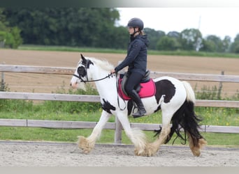 Cob Irlandese / Tinker / Gypsy Vanner, Giumenta, 5 Anni, 132 cm, Pezzato