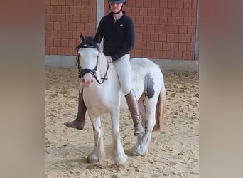 Cob Irlandese / Tinker / Gypsy Vanner, Giumenta, 5 Anni, 135 cm, Pezzato