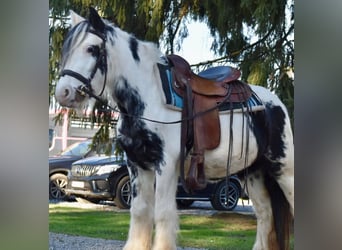 Cob Irlandese / Tinker / Gypsy Vanner, Giumenta, 5 Anni, 135 cm, Pezzato