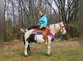Cob Irlandese / Tinker / Gypsy Vanner, Giumenta, 5 Anni, 135 cm, Pezzato