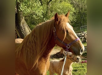 Cob Irlandese / Tinker / Gypsy Vanner, Giumenta, 5 Anni, 137 cm, Sauro scuro