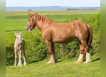 Cob Irlandese / Tinker / Gypsy Vanner, Giumenta, 5 Anni, 137 cm, Sauro scuro