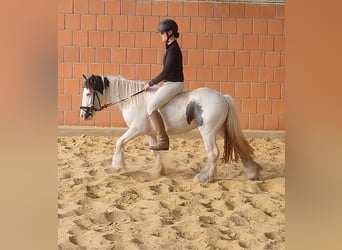 Cob Irlandese / Tinker / Gypsy Vanner, Giumenta, 5 Anni, 138 cm, Pezzato