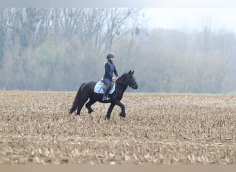 Cob Irlandese / Tinker / Gypsy Vanner, Giumenta, 5 Anni, 140 cm, Morello