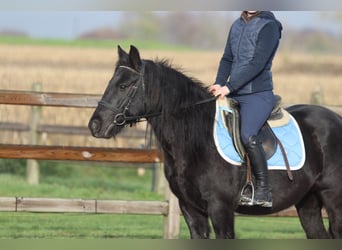 Cob Irlandese / Tinker / Gypsy Vanner, Giumenta, 5 Anni, 140 cm, Morello