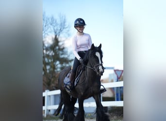 Cob Irlandese / Tinker / Gypsy Vanner, Giumenta, 5 Anni, 140 cm, Morello