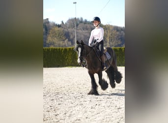 Cob Irlandese / Tinker / Gypsy Vanner, Giumenta, 5 Anni, 140 cm, Morello