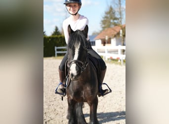 Cob Irlandese / Tinker / Gypsy Vanner, Giumenta, 5 Anni, 140 cm, Morello