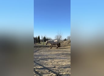 Cob Irlandese / Tinker / Gypsy Vanner, Giumenta, 5 Anni, 140 cm, Palomino