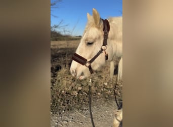 Cob Irlandese / Tinker / Gypsy Vanner, Giumenta, 5 Anni, 140 cm, Palomino