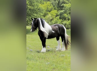 Cob Irlandese / Tinker / Gypsy Vanner, Giumenta, 5 Anni, 140 cm, Pezzato