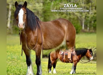Cob Irlandese / Tinker / Gypsy Vanner, Giumenta, 5 Anni, 142 cm, Baio ciliegia