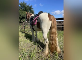 Cob Irlandese / Tinker / Gypsy Vanner, Giumenta, 5 Anni, 142 cm, Tobiano-tutti i colori