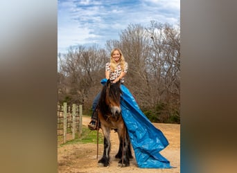 Cob Irlandese / Tinker / Gypsy Vanner, Giumenta, 5 Anni, 145 cm, Baio ciliegia