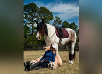Cob Irlandese / Tinker / Gypsy Vanner Mix, Giumenta, 5 Anni, 147 cm