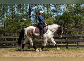 Cob Irlandese / Tinker / Gypsy Vanner Mix, Giumenta, 5 Anni, 147 cm