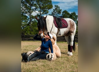 Cob Irlandese / Tinker / Gypsy Vanner Mix, Giumenta, 5 Anni, 147 cm