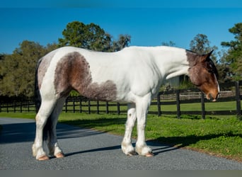 Cob Irlandese / Tinker / Gypsy Vanner Mix, Giumenta, 5 Anni, 147 cm