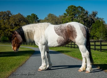 Cob Irlandese / Tinker / Gypsy Vanner Mix, Giumenta, 5 Anni, 147 cm
