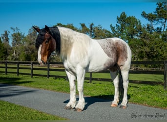 Cob Irlandese / Tinker / Gypsy Vanner Mix, Giumenta, 5 Anni, 147 cm