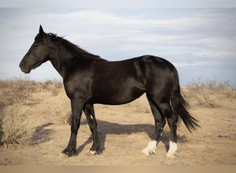 Cob Irlandese / Tinker / Gypsy Vanner Mix, Giumenta, 5 Anni, 150 cm, Morello