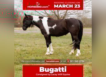 Cob Irlandese / Tinker / Gypsy Vanner Mix, Giumenta, 5 Anni, 150 cm, Pezzato