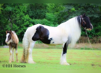 Cob Irlandese / Tinker / Gypsy Vanner, Giumenta, 5 Anni, Pezzato