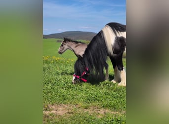 Cob Irlandese / Tinker / Gypsy Vanner, Giumenta, 6 Anni, 120 cm, Pezzato