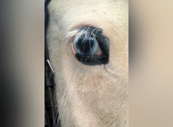 Cob Irlandese / Tinker / Gypsy Vanner, Giumenta, 6 Anni, 122 cm, Pezzato