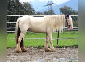 Cob Irlandese / Tinker / Gypsy Vanner, Giumenta, 6 Anni, 122 cm, Pezzato